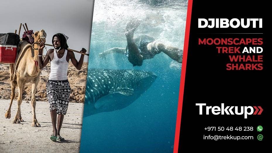 Moonscapes trek + Whale Sharks | National Day Break in Djibouti