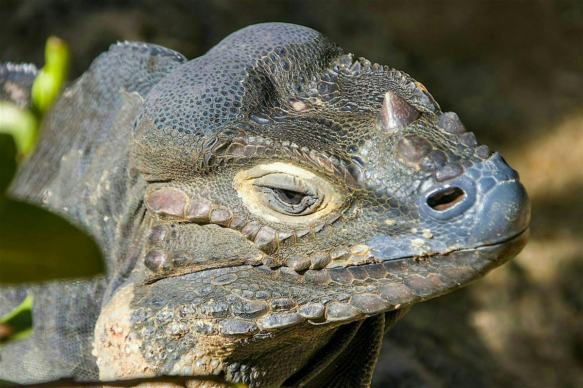 LSU Science Caf\u00e9: Sex, Drugs, and Rock Iguanas