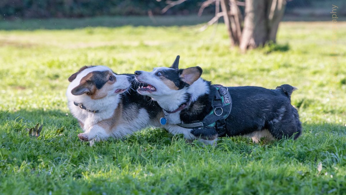 Glenbrook Dog Park - Big Meet