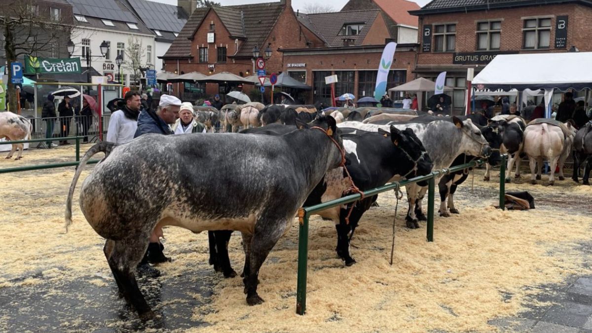 Vette Veemarkt 2025 - Editie 156