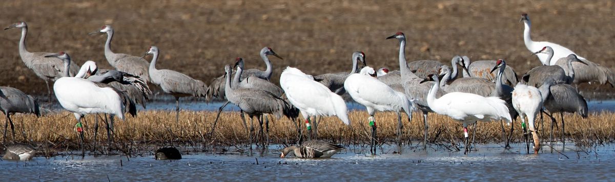 Festival of the Cranes