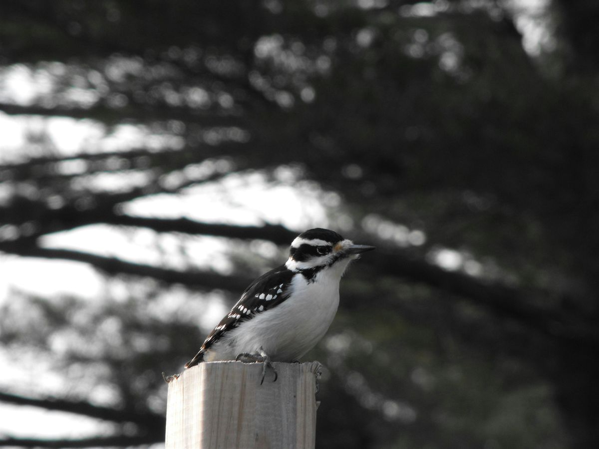 Deck the Trails with Seeds and Berries | Bruce's Mill Conservation Area