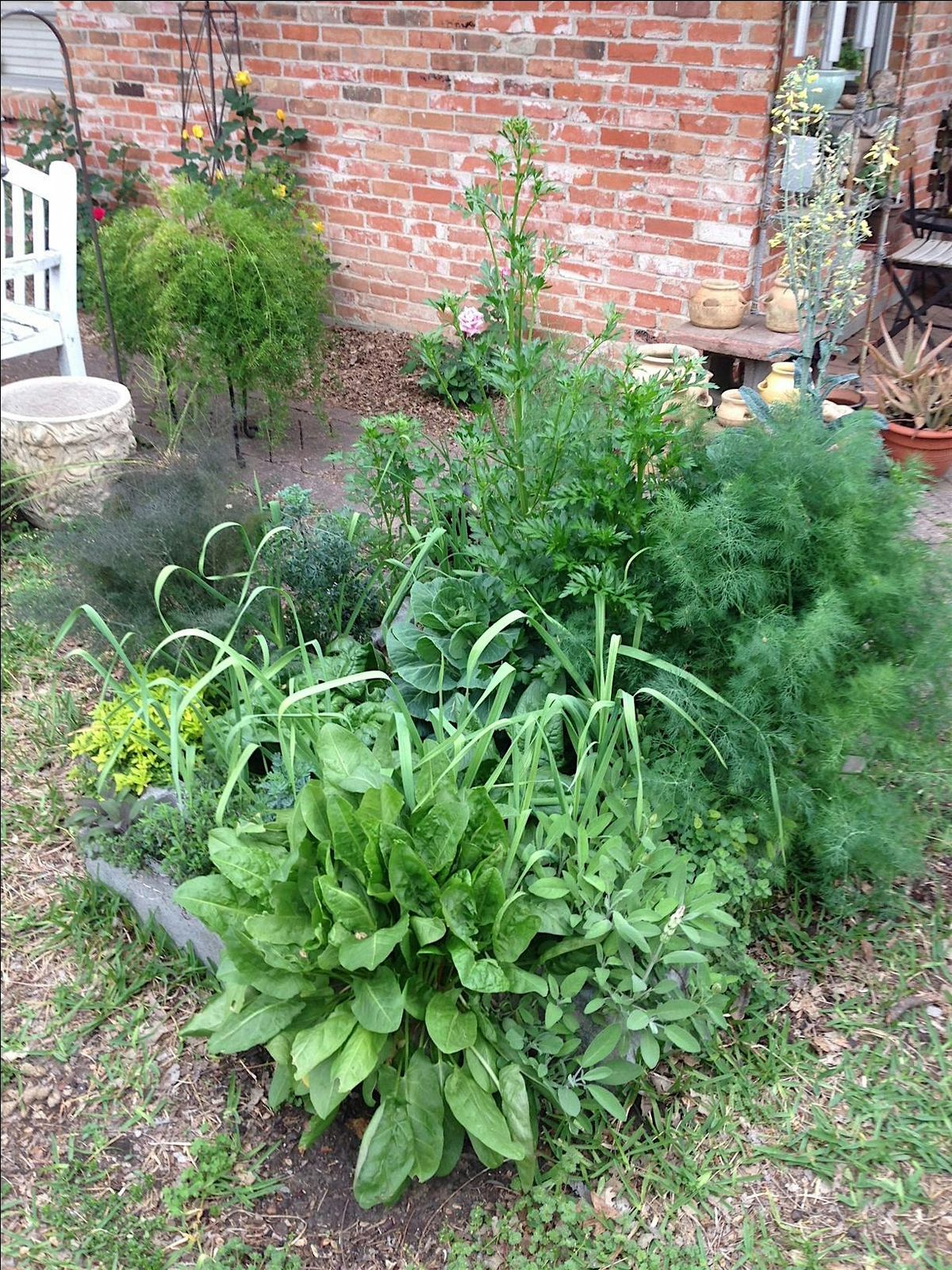 Intro to Herb Gardening