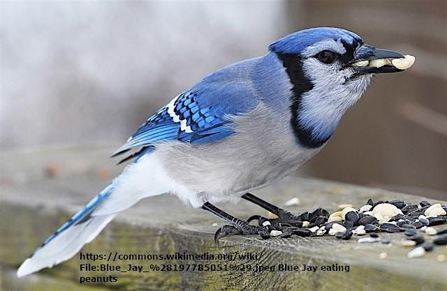 Audubon Christmas Bird Count