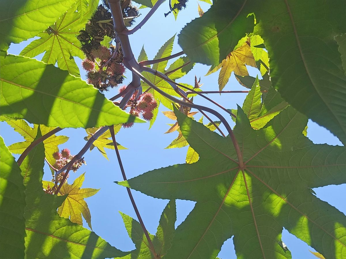 Witchy Plant Tour of Queens Botanical Garden