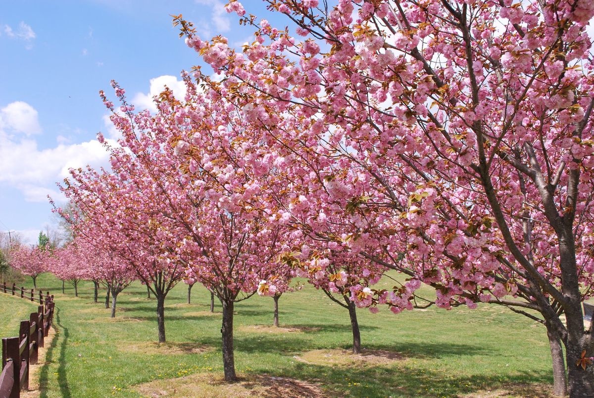 Blossoms in Full Bloom 