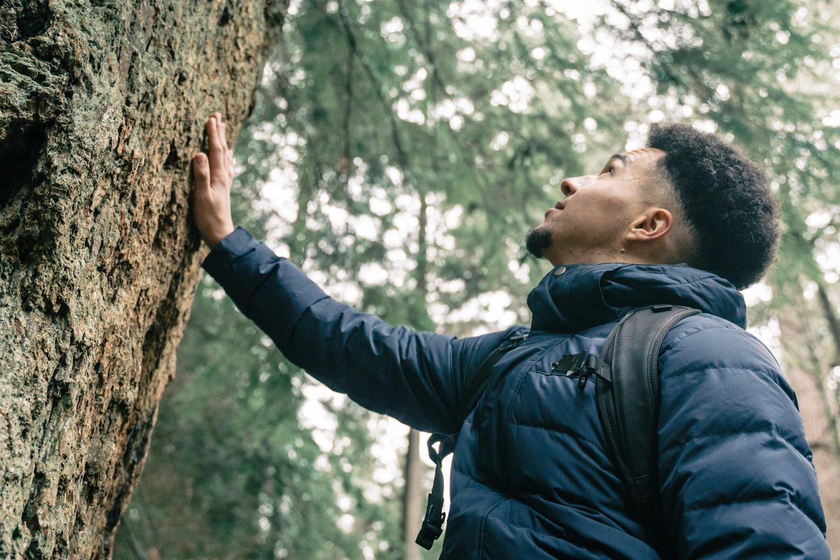 'Sunlit Canopy' Forest Bathing - Windsor Great Park, Sunday 6 July