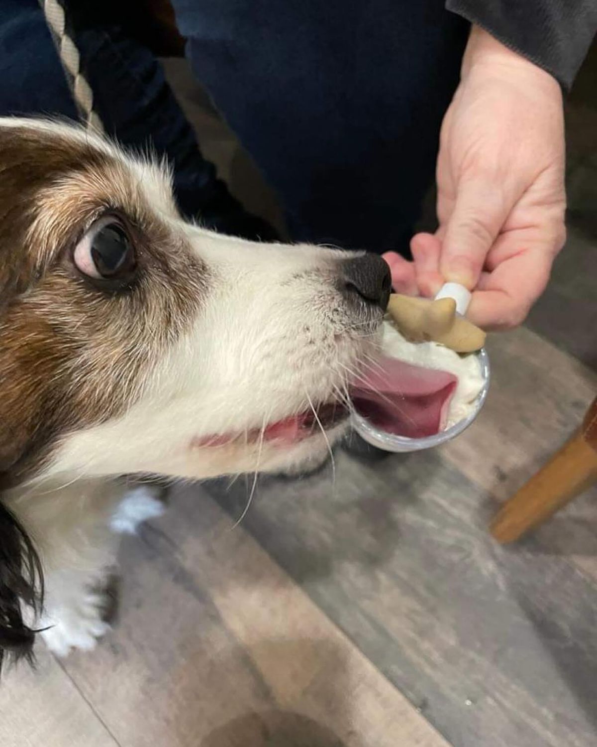 National Puppuccino Day 2024