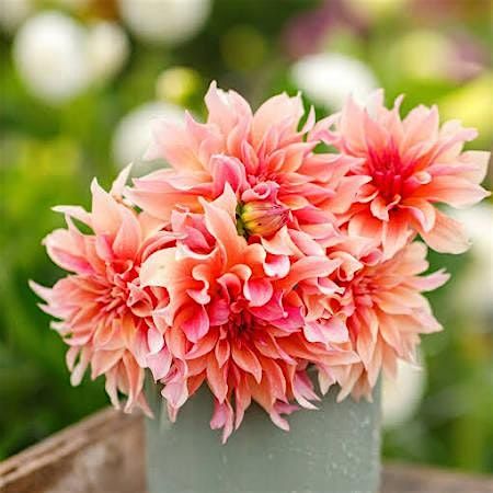 Dahlias Floral Arranging Class