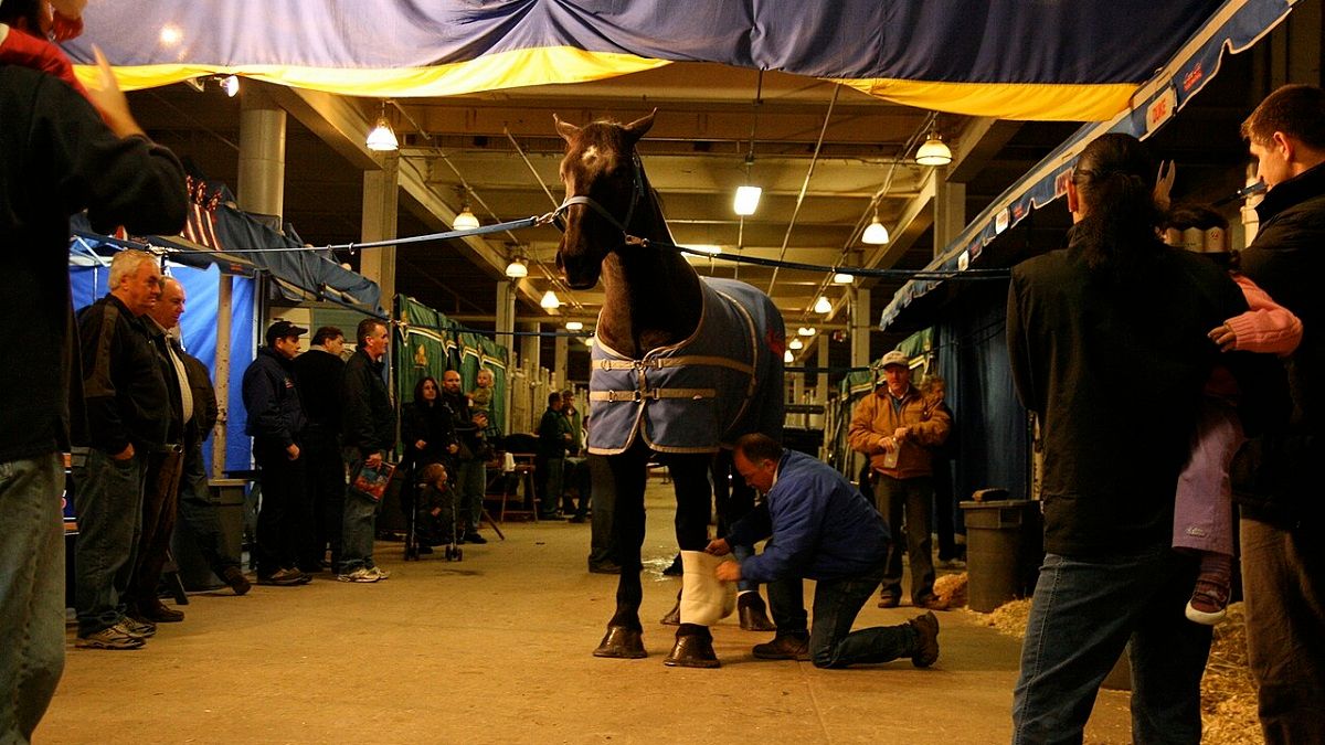Royal Winter Fair Horse Show: Royal Rodeo Featuring Amber Marshall