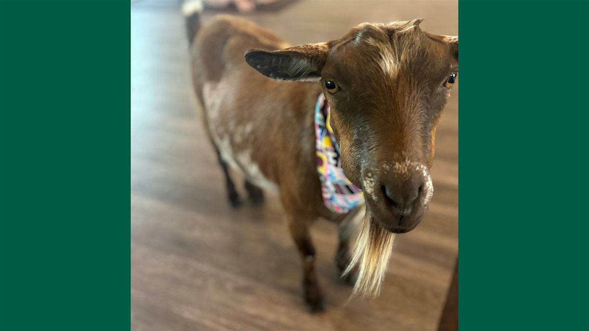 BINGOAT: Goats + Bingo