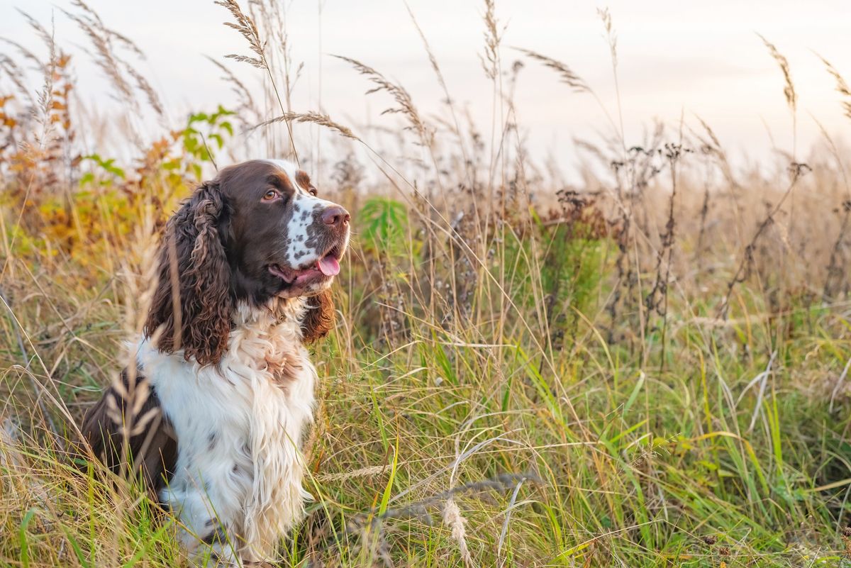 Spaniel - Play Session - Llangefni