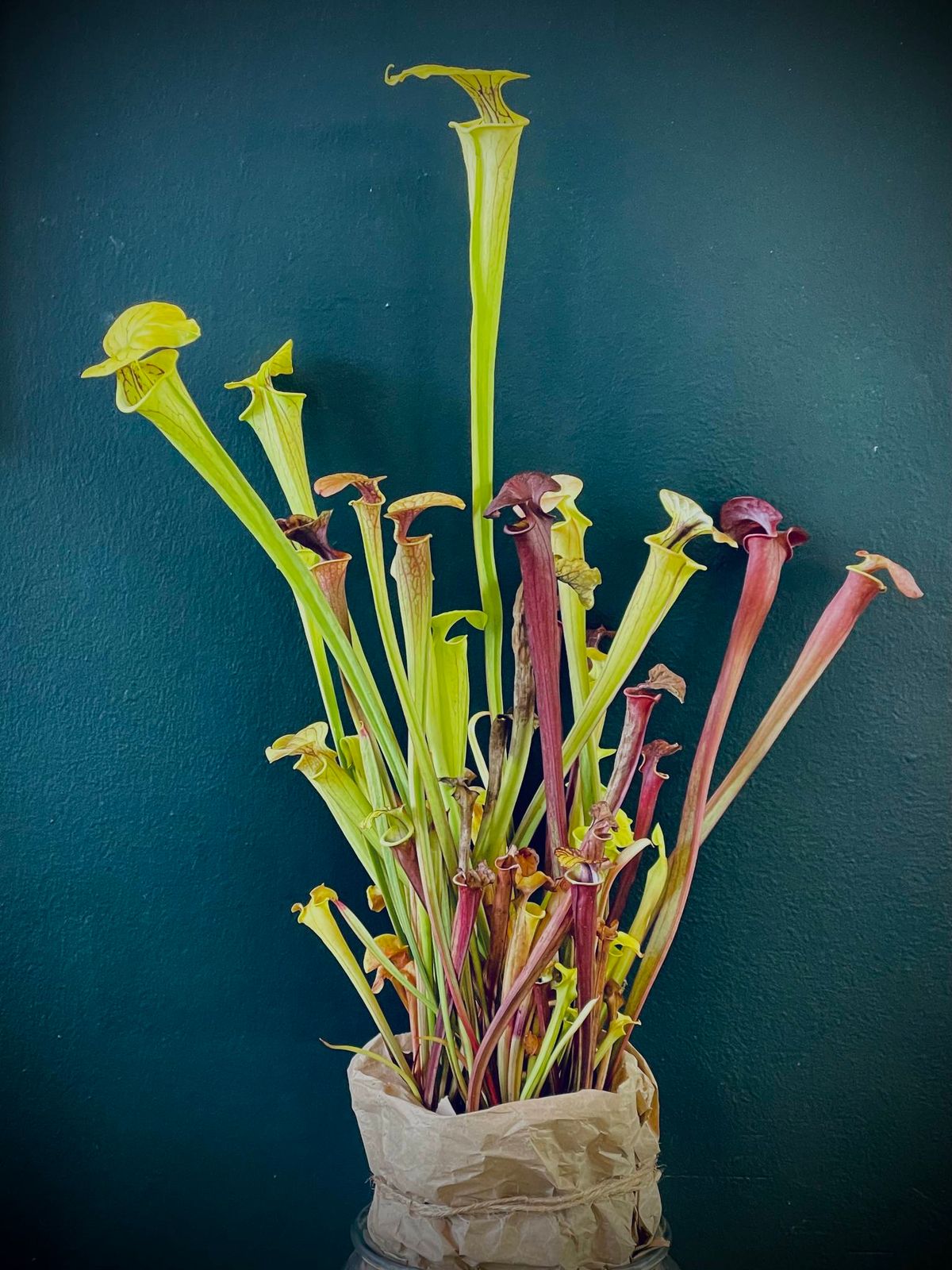 Learn to Build Your Own Carnivorous Plant Bog Garden