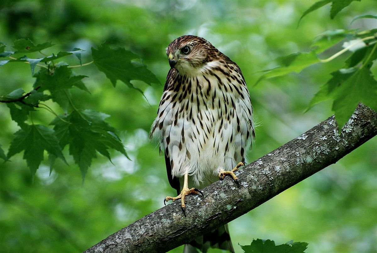 Guided Birdwatching for People with Mobility Challenges