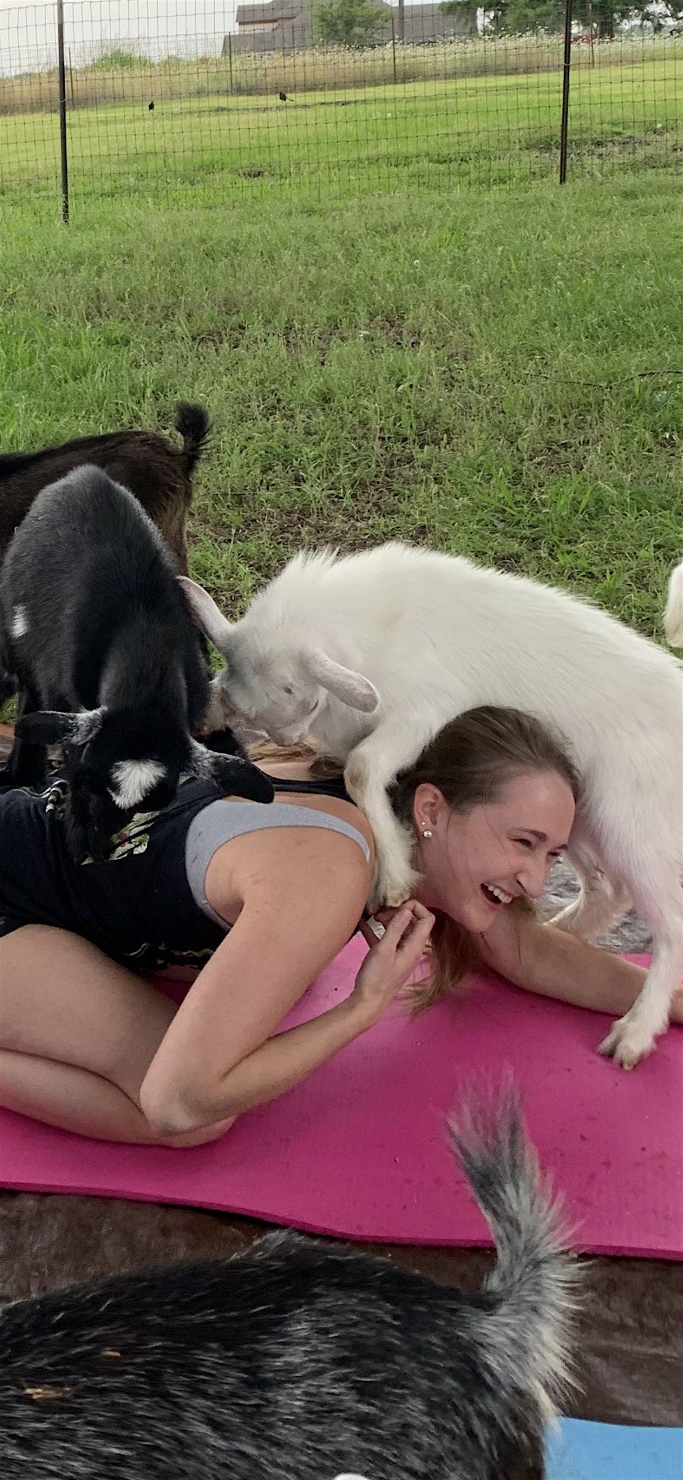 Goat Yoga Outside at Lakewood Brewing Company, Garland - bring your own mat