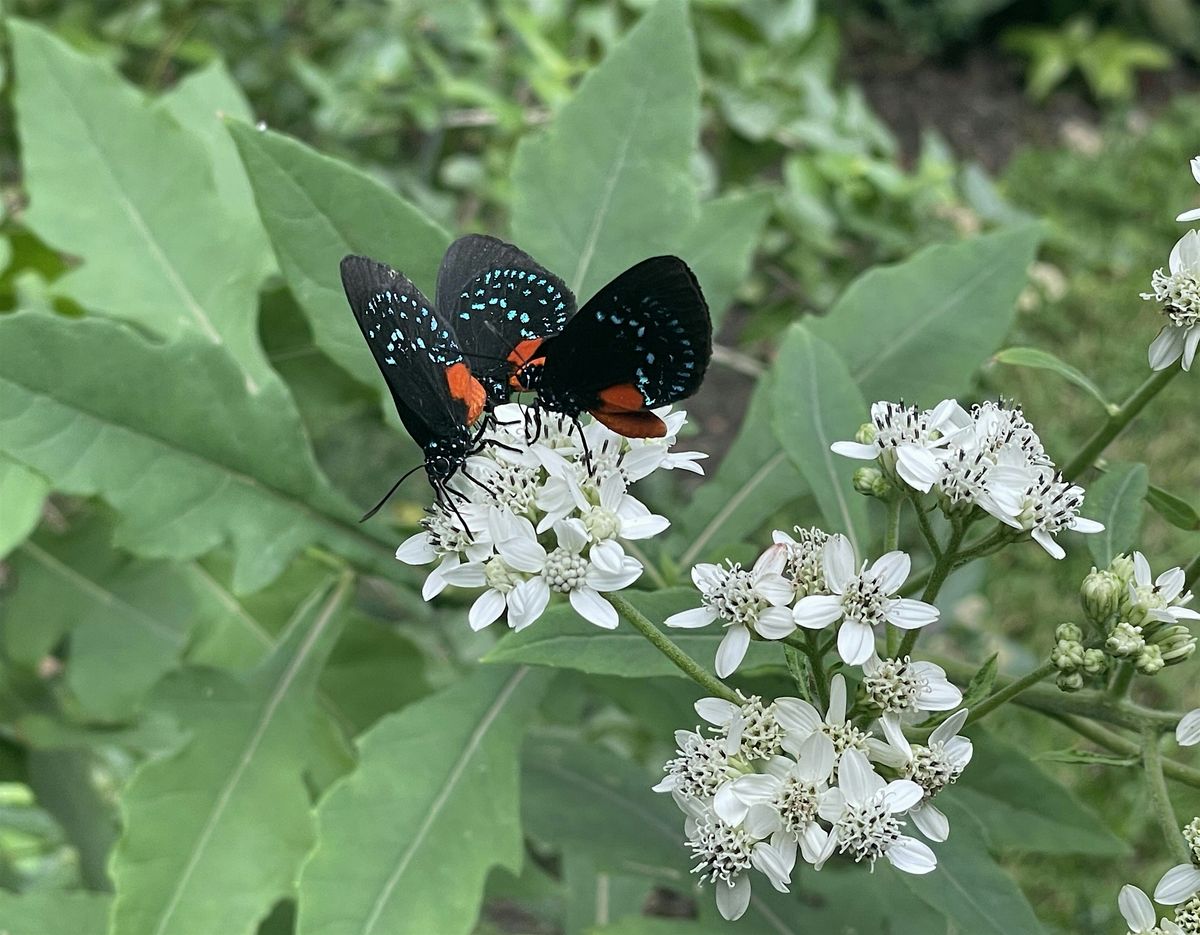 Celebration of Nature Garden Tour and Native Plant Sale