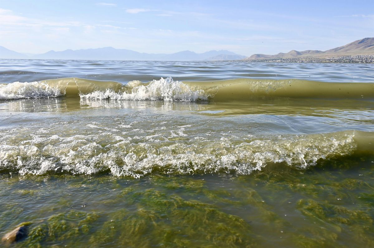 Utah Lakeshore Cleanup: August