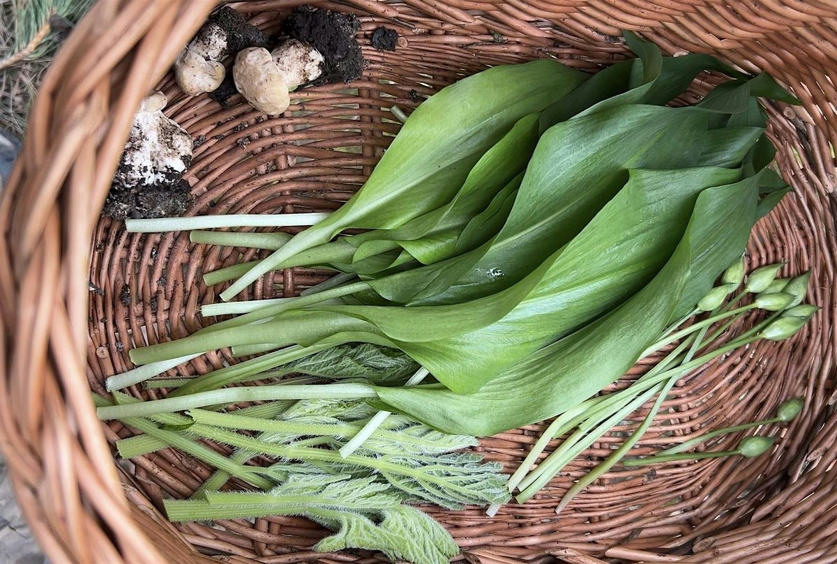 Full-Day Foraging Course, Northallerton