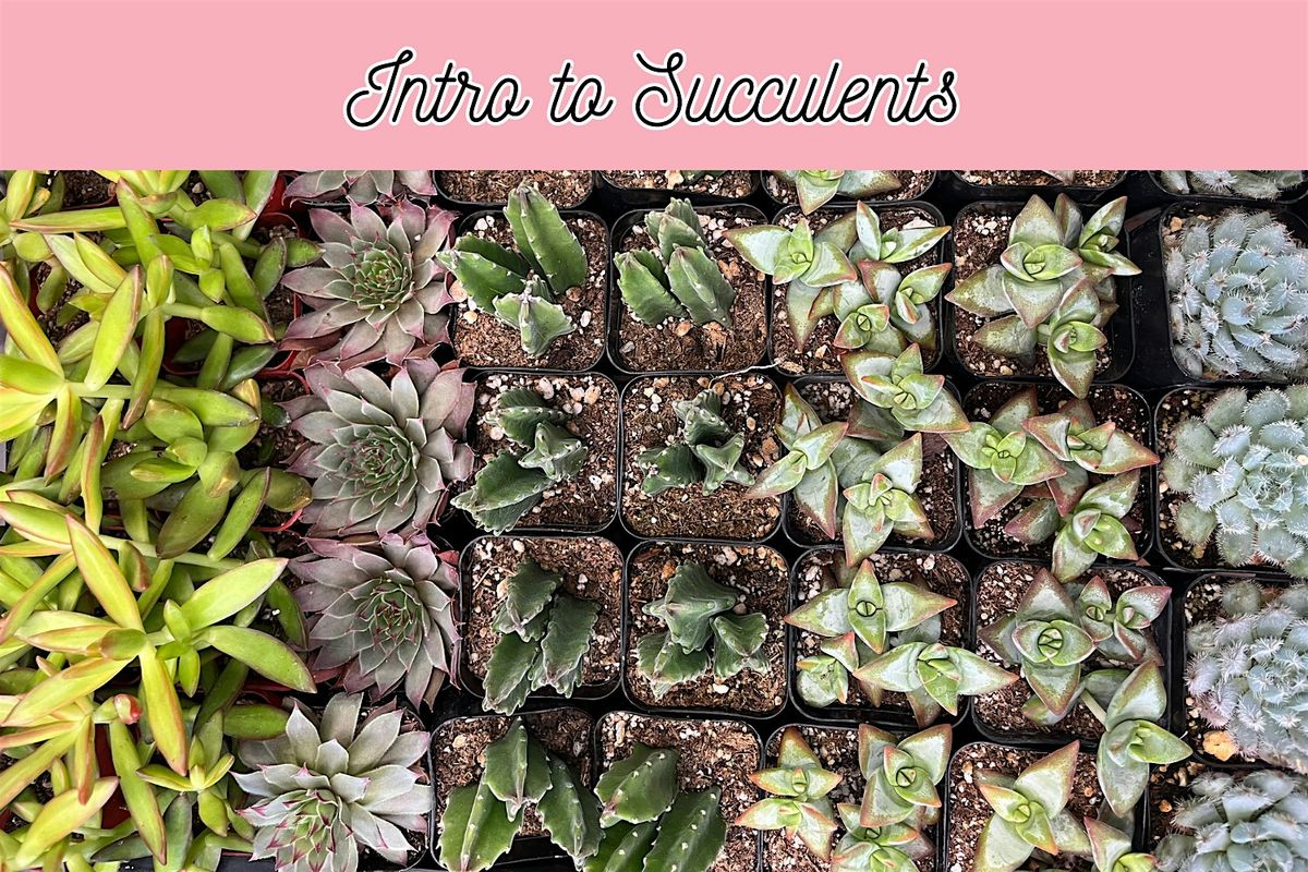 Intro to Succulents Workshop