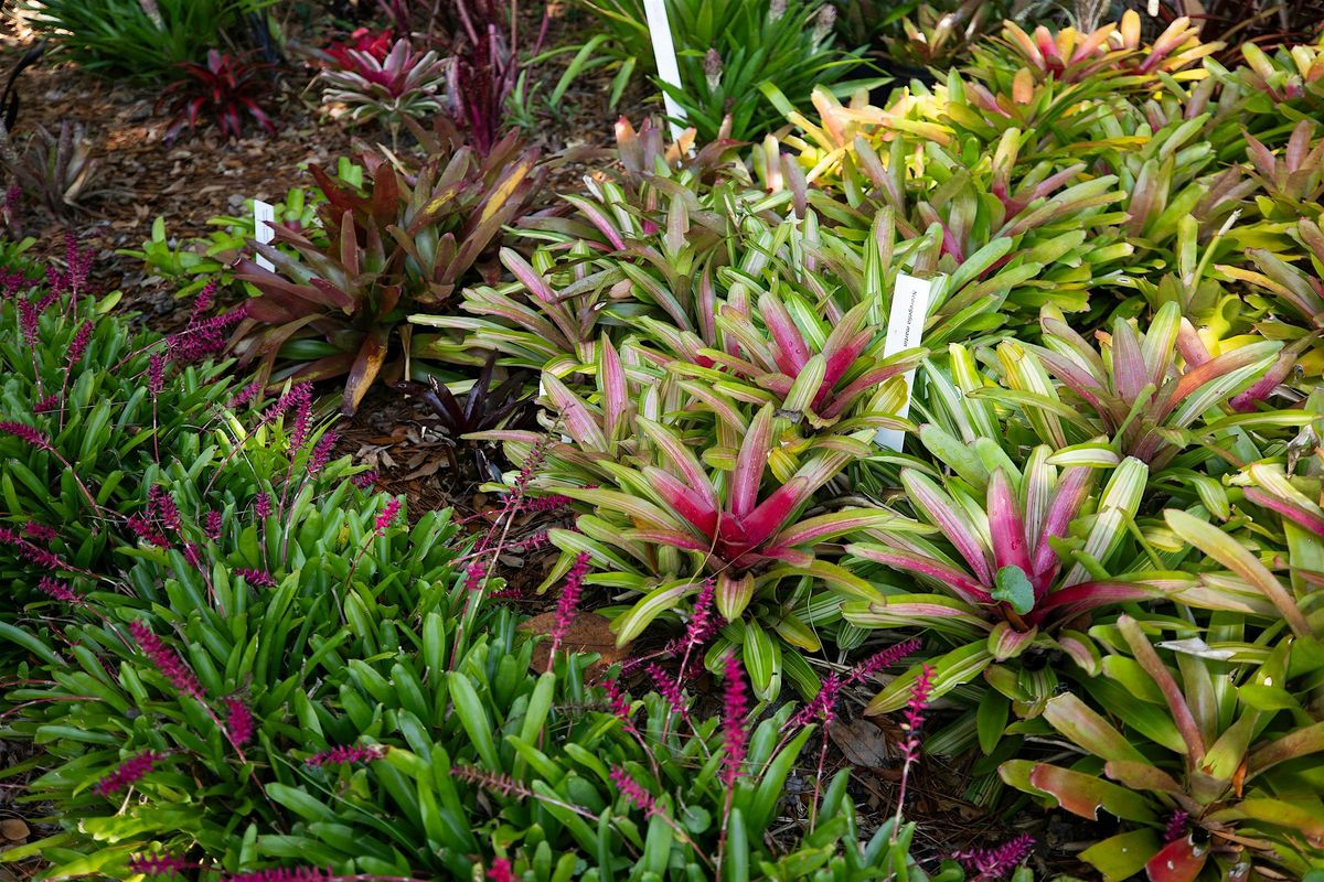 4-28-2025  Florida's Native Bromeliads!