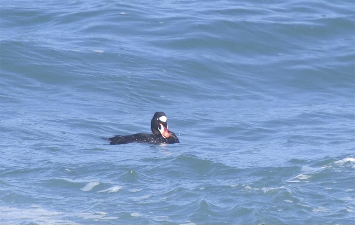 Birding at Semiahmoo Spit