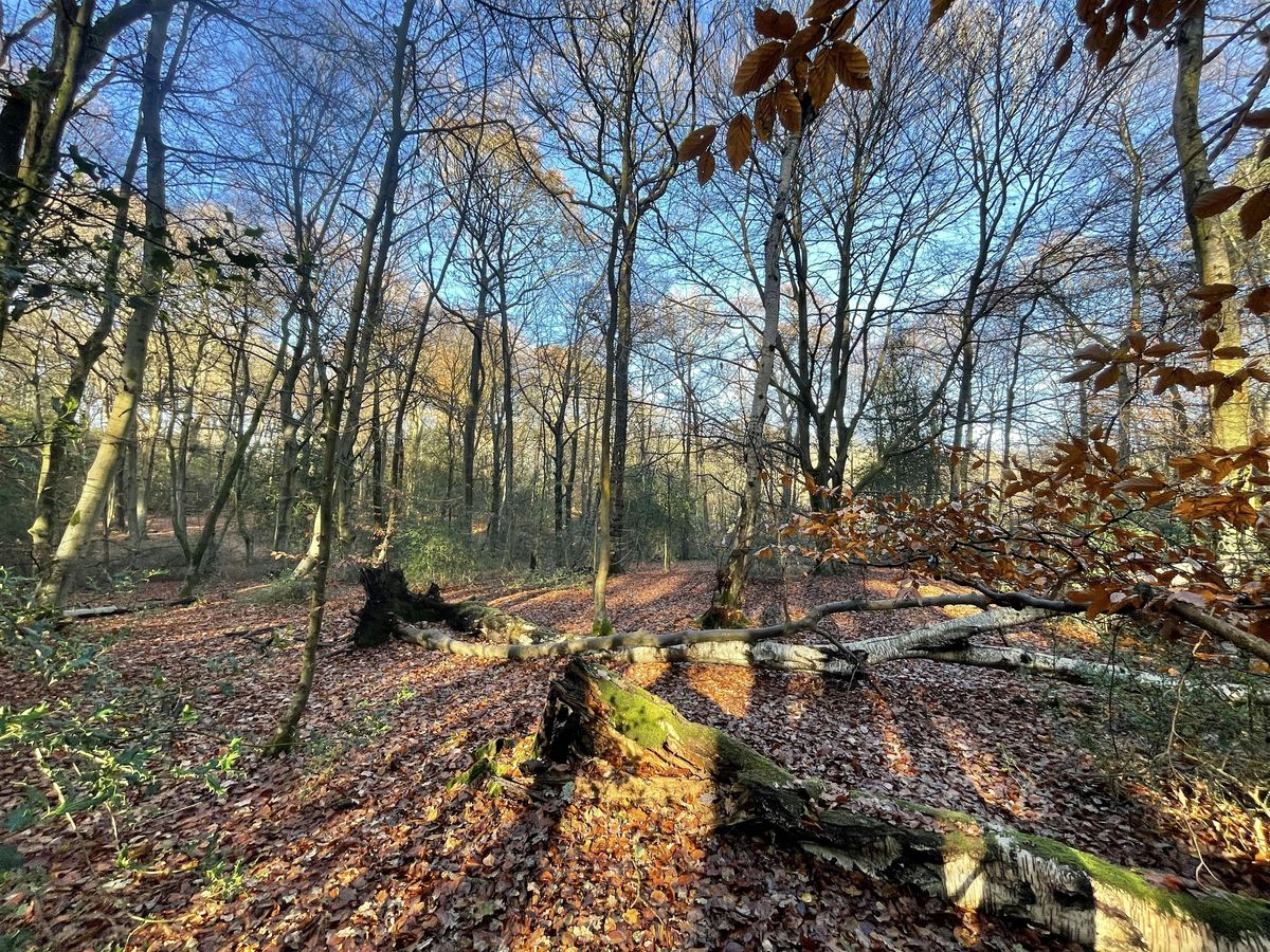 Nature Connection with Elisabetta @ Bluebells Forest Bathing