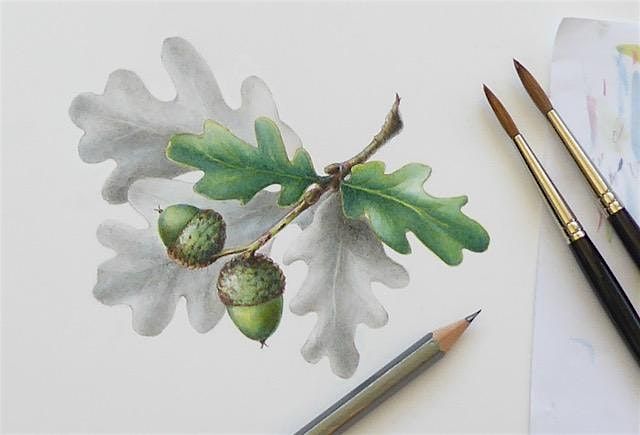 Botanical Drawing & Illustration Techniques