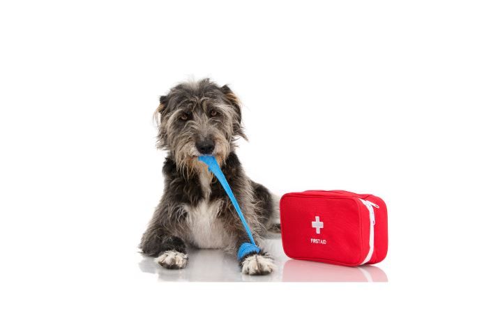 Pet First Aid Course
