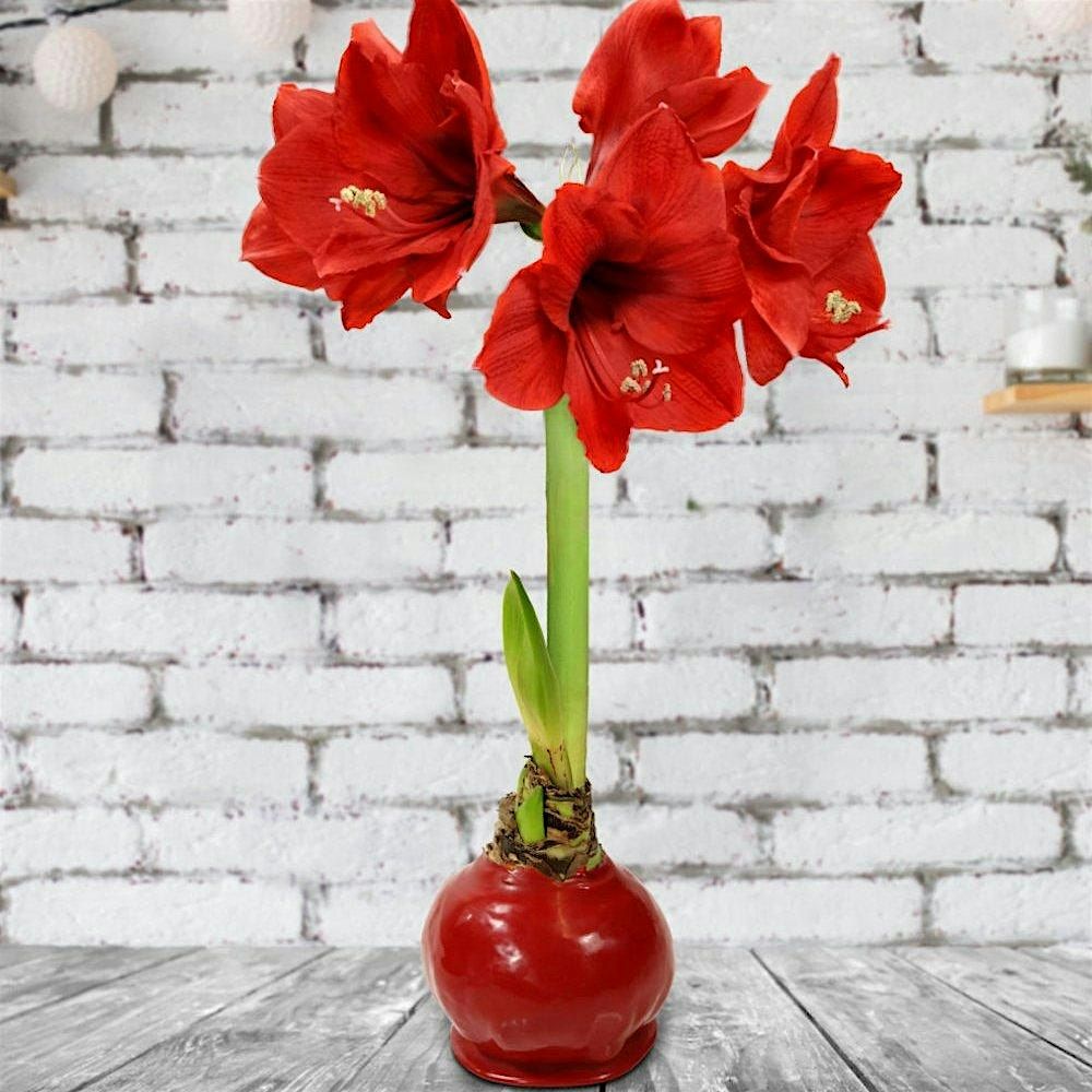 Amaryllis Bulb Waxing Workshop