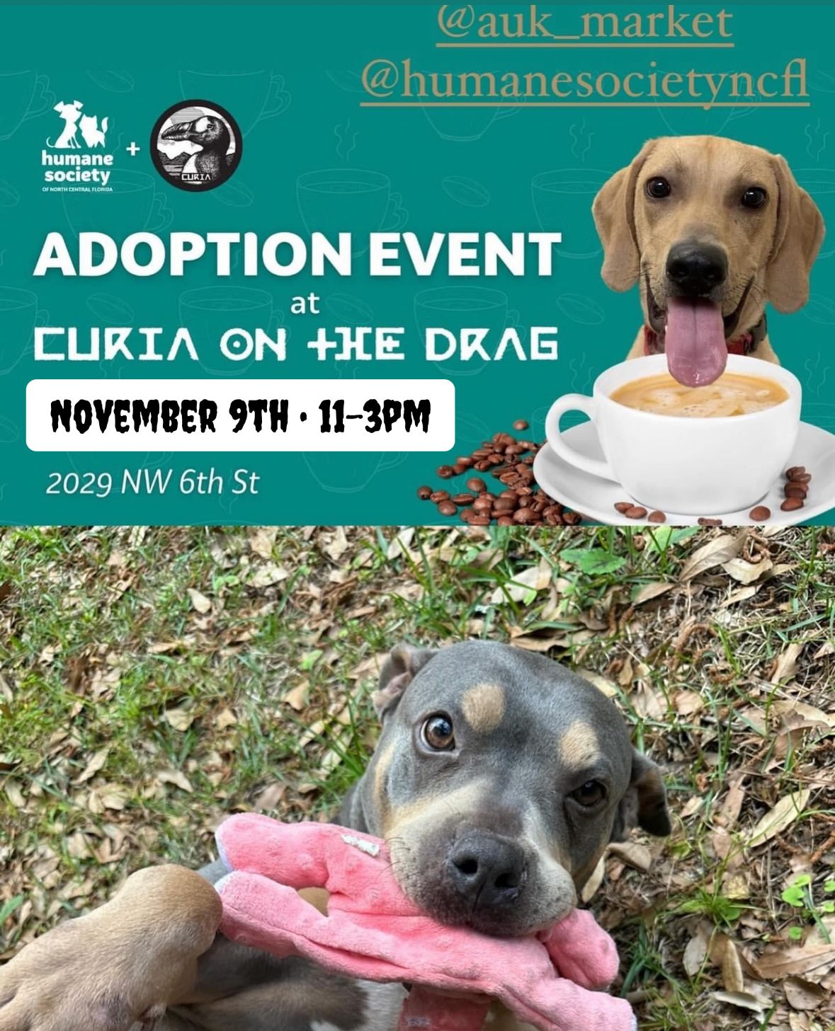 Adoption Event at Curia on the Drag