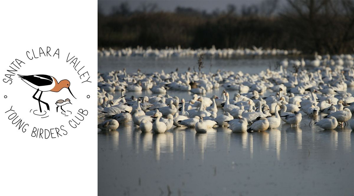 Young Birders Club: Merced National Wildlife Refuge