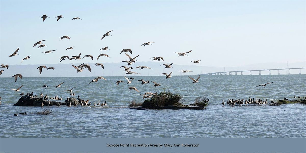 Mandarin Bilingual Birding Trip:  Coyote Point Recreation Area