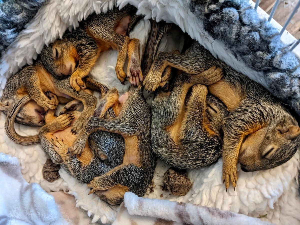 Wildlife Rehabilitation: Squirrels