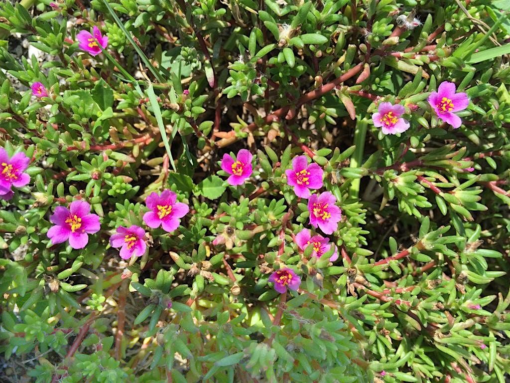 Pinellas FNPS Presents: Native Plants that "Volunteer" in your Garden