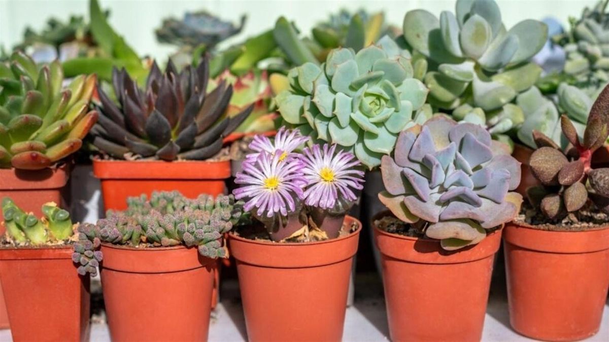 Succulent Workshop - Fall Fest