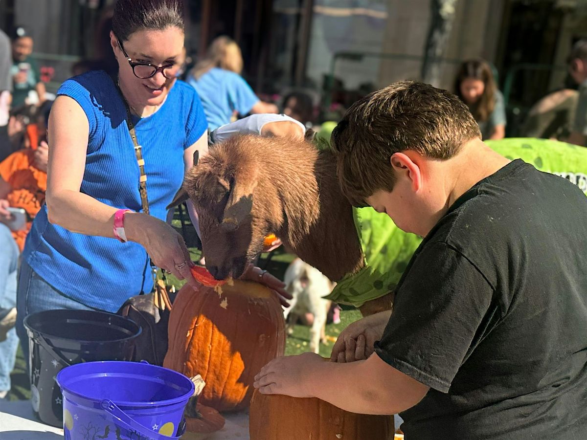 Pumpkin Carving with Goats