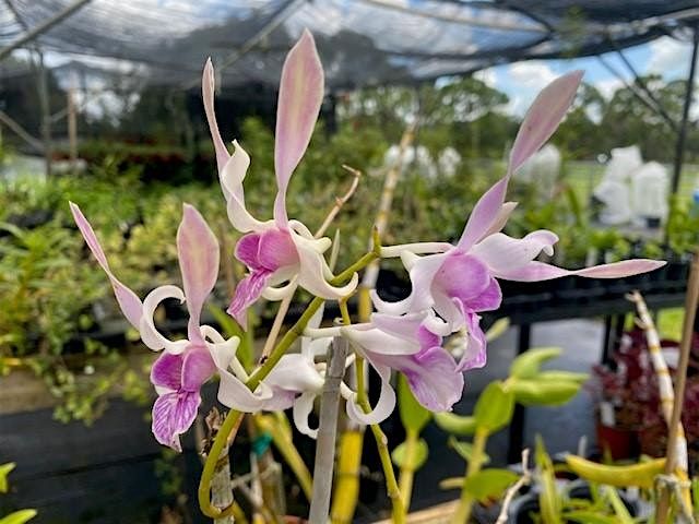 Basic Orchid Care