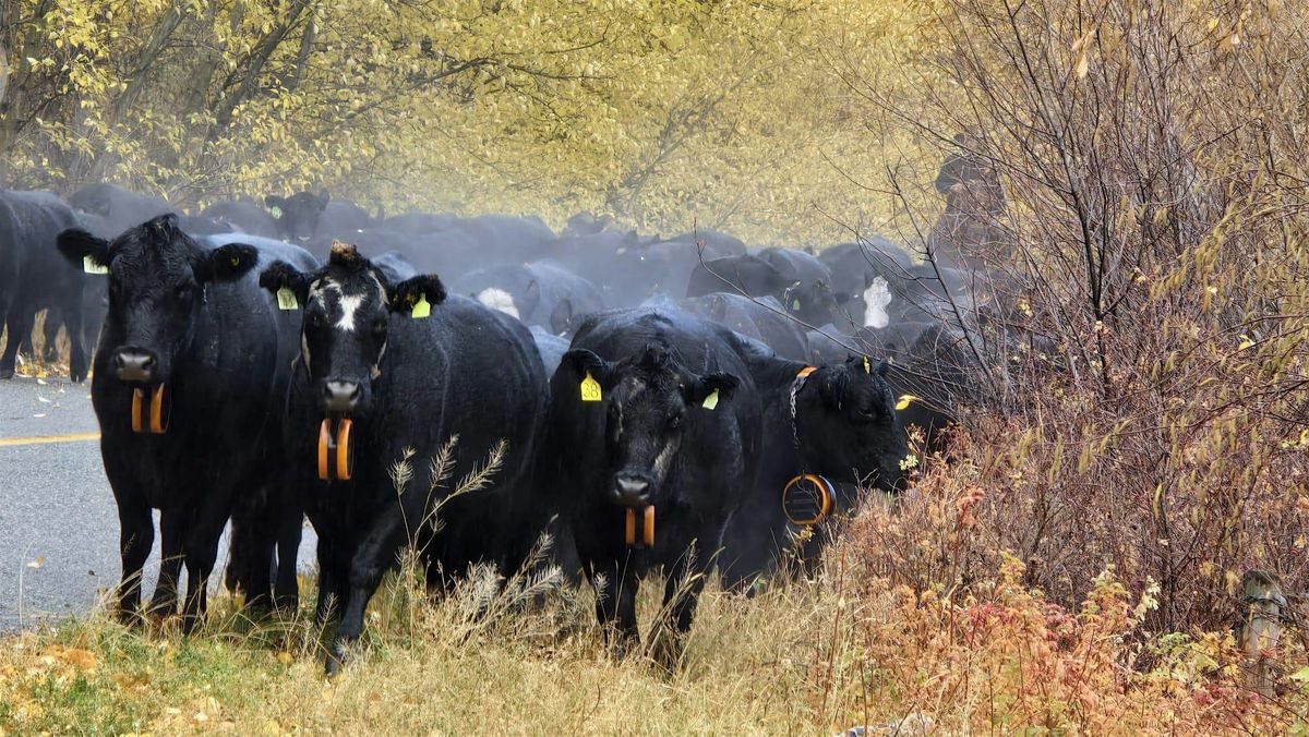 Cattle Virtual Fencing & Drone Precision Ranching Workshop-Creston