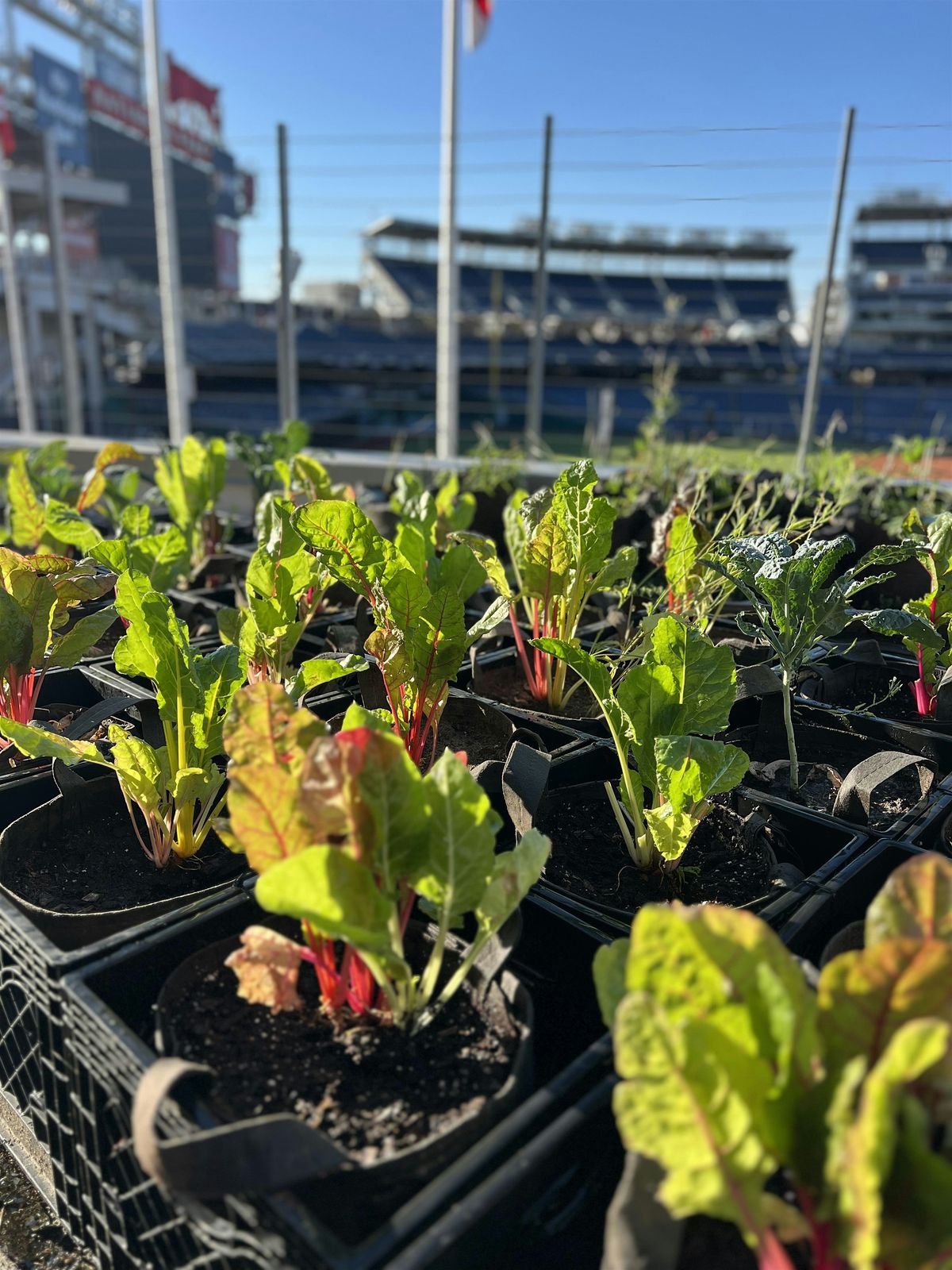 Container Gardening 101