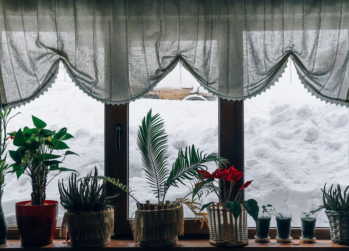 Fall and Winter Houseplant Care at Division