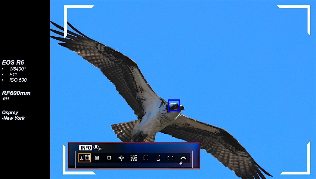 Focus on Big Glass & Birding with Canon!