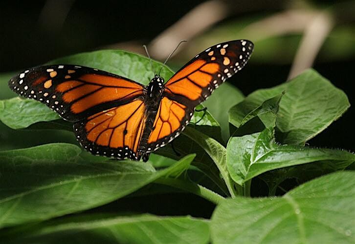 Save the Pollinators!