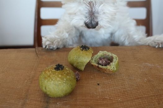 愛犬家さんの為のパン教室 やまだいくり先生 天然酵母わんこのよもぎあんパンといちごみるくボーロ 錢屋本舗本館 Osaka 15 March 21 愛犬家さんの為のパン教室 やまだいくり先生 天然酵母わんこのよもぎあんパンといちごみるくボーロ 錢屋本舗本館 Osaka 15 March 21