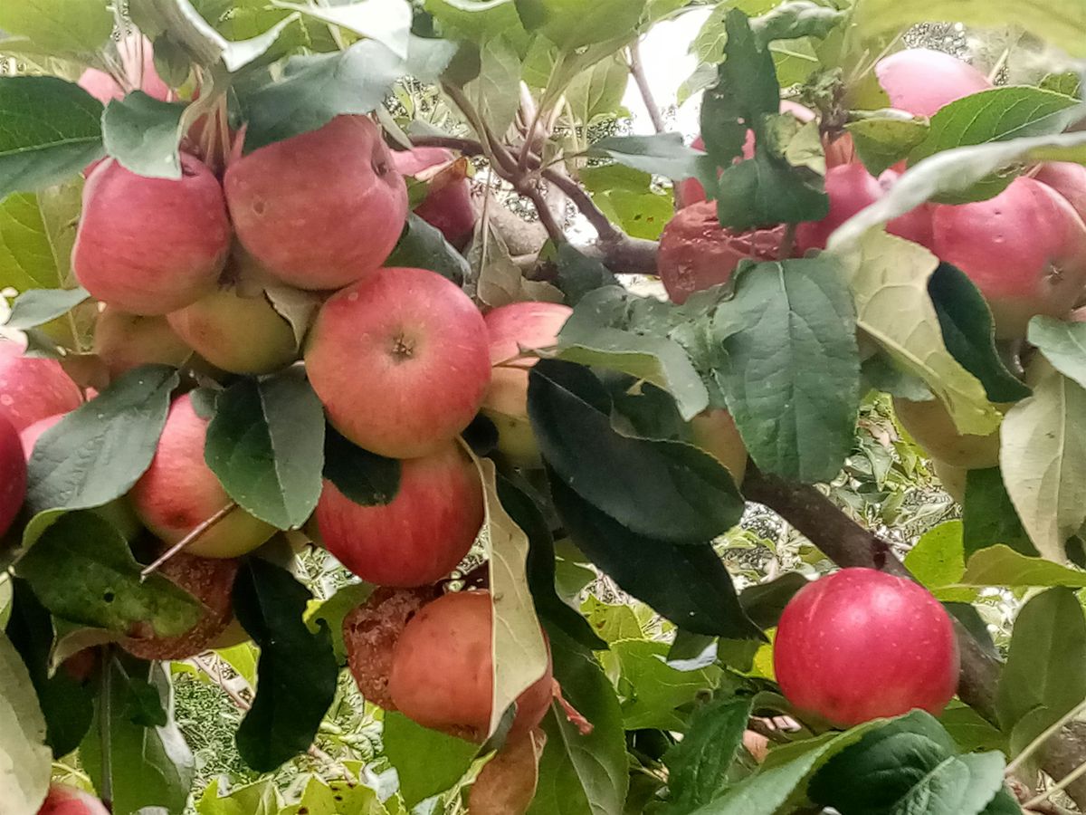 Orchard Management (Summer)