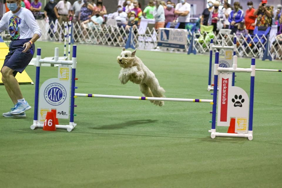 Great American Dog Show