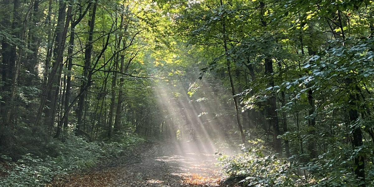 Forest Immersion