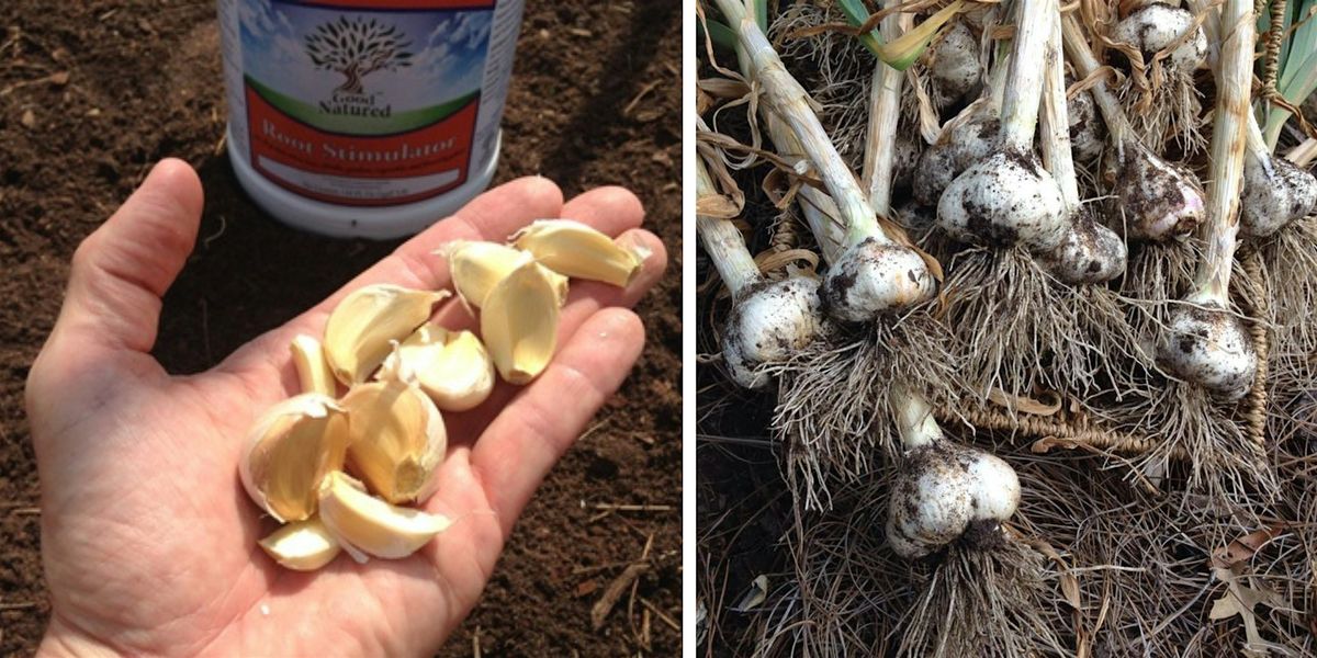 FAST Class: Growing Great Garlic & Shallots