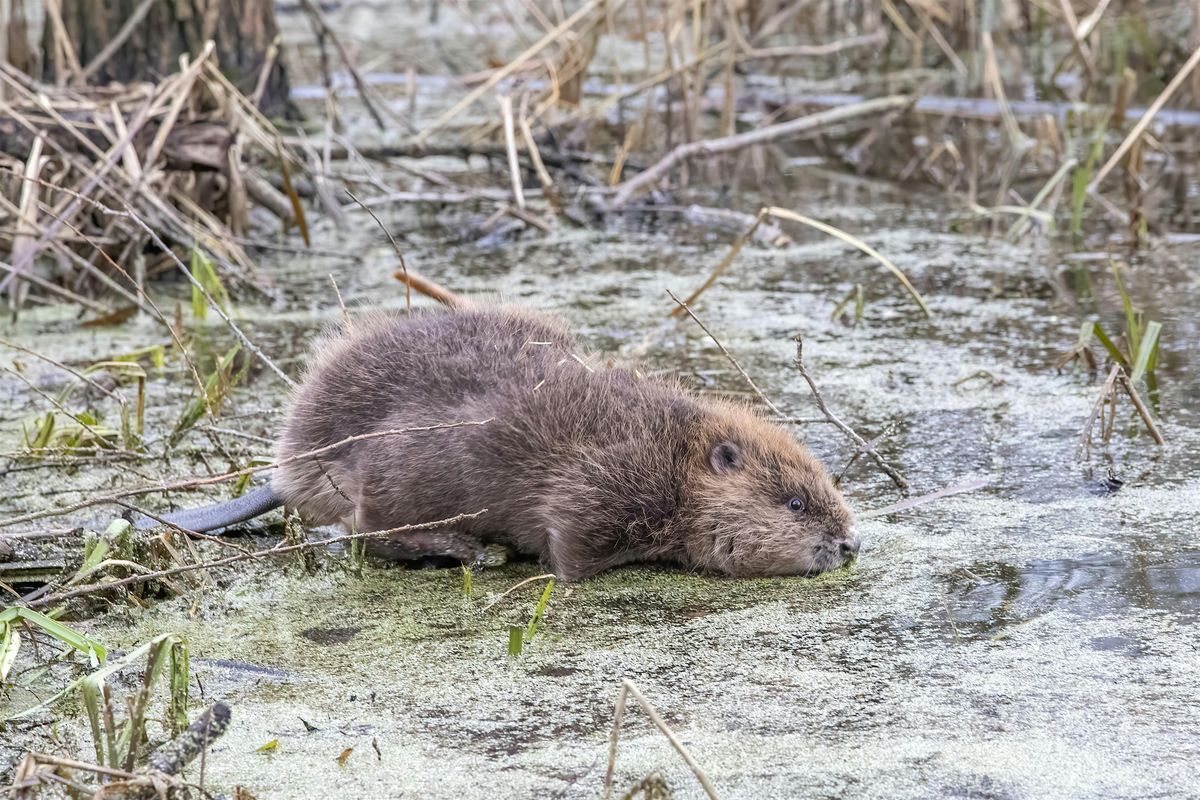 Nene Wetlands-'Behind the Scenes' Beaver Tours