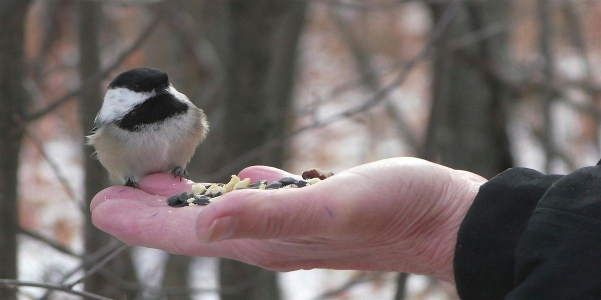 Chickadee Photography and Viewing Tour