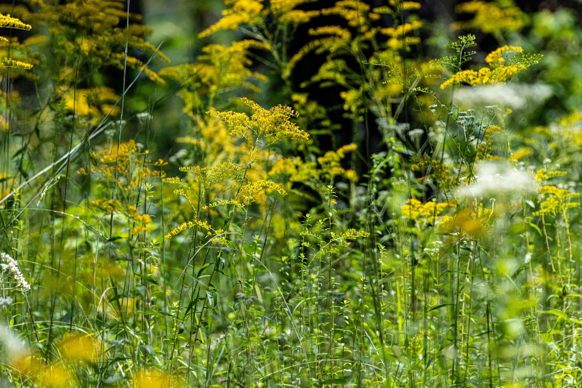 Fortune's Cove Pollinator Garden Planting
